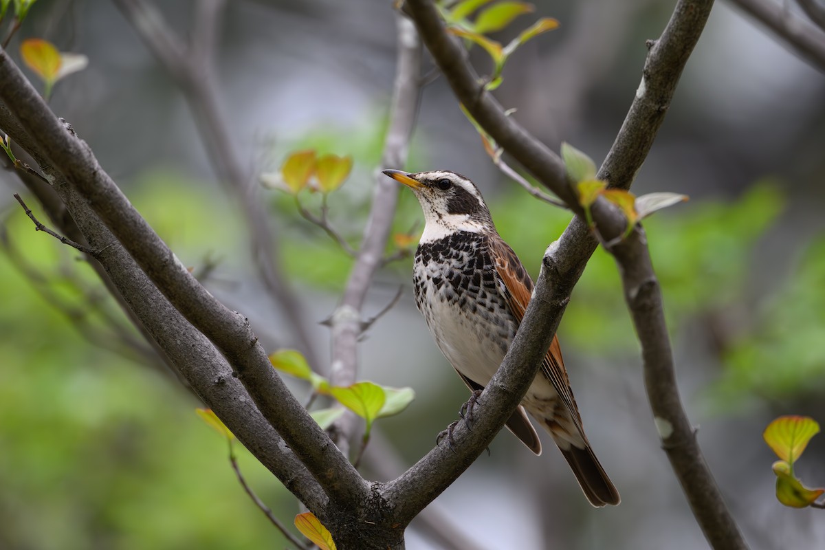 Dusky Thrush - ML617709819