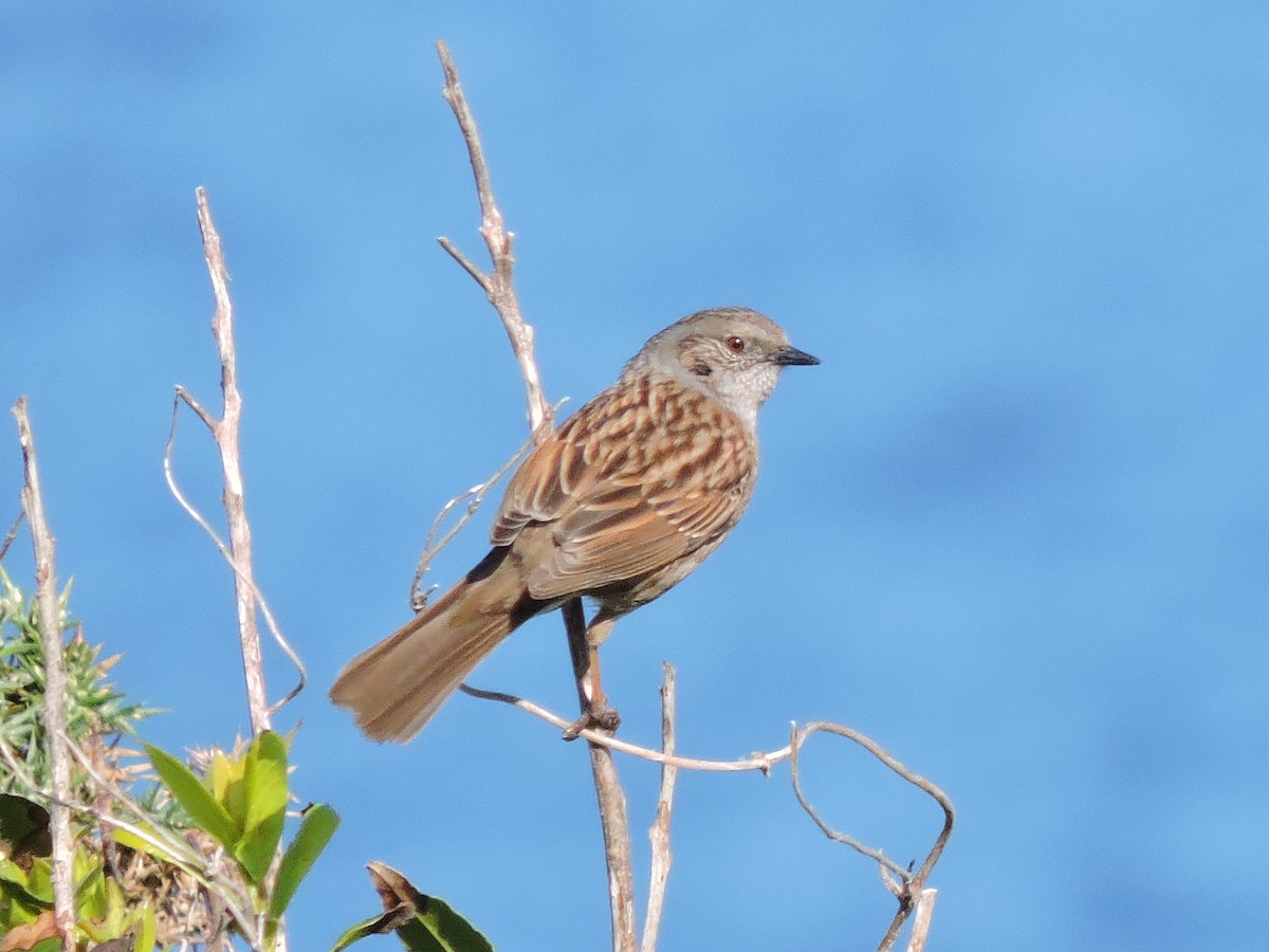 Dunnock - ML617709821