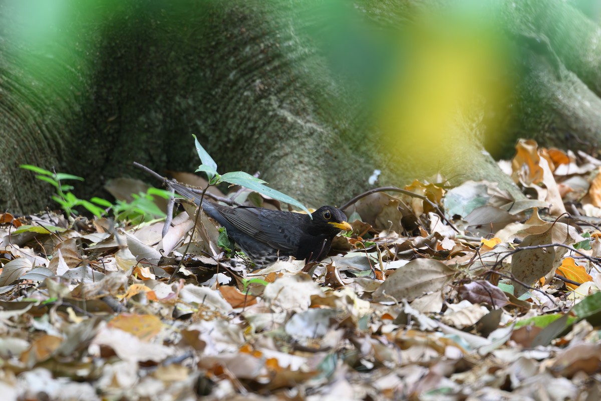 Japanese Thrush - ML617709823