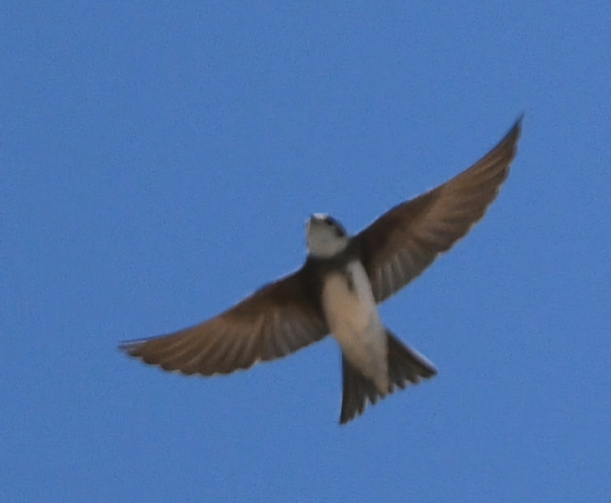 Bank Swallow - ML617709844