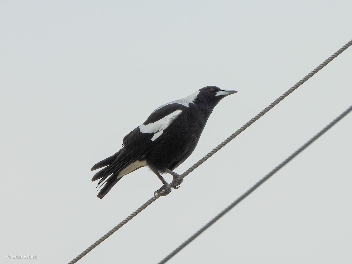 Australian Magpie - Brad White