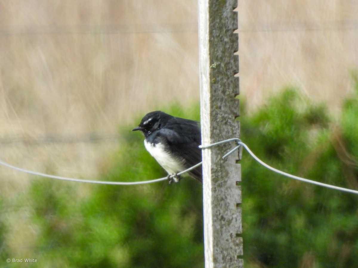 Willie-wagtail - Brad White