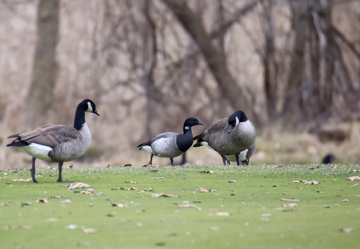 Brant - Jack Kew