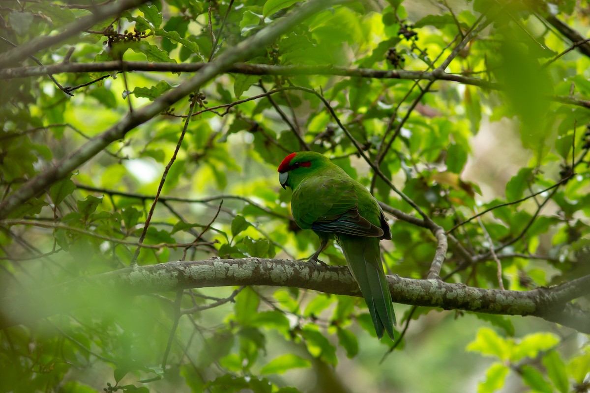 Red-crowned Parakeet - ML617709863