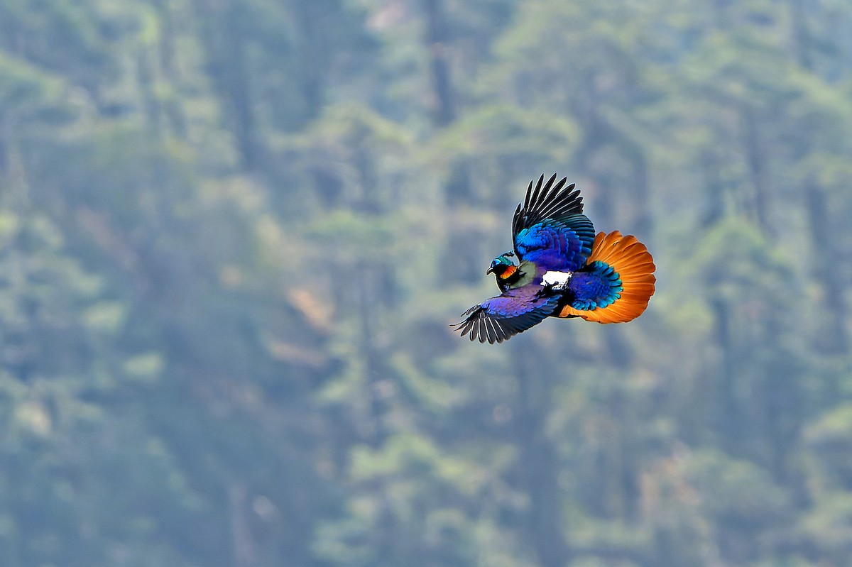 Himalayan Monal - ML617709909