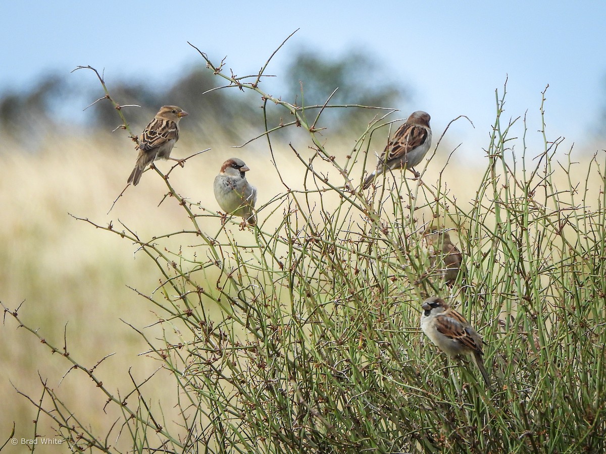 House Sparrow - ML617709911