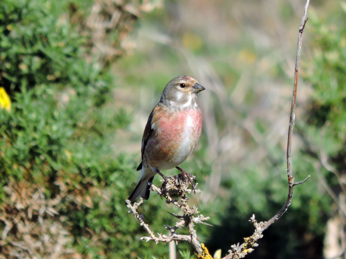 Eurasian Linnet - ML617709918