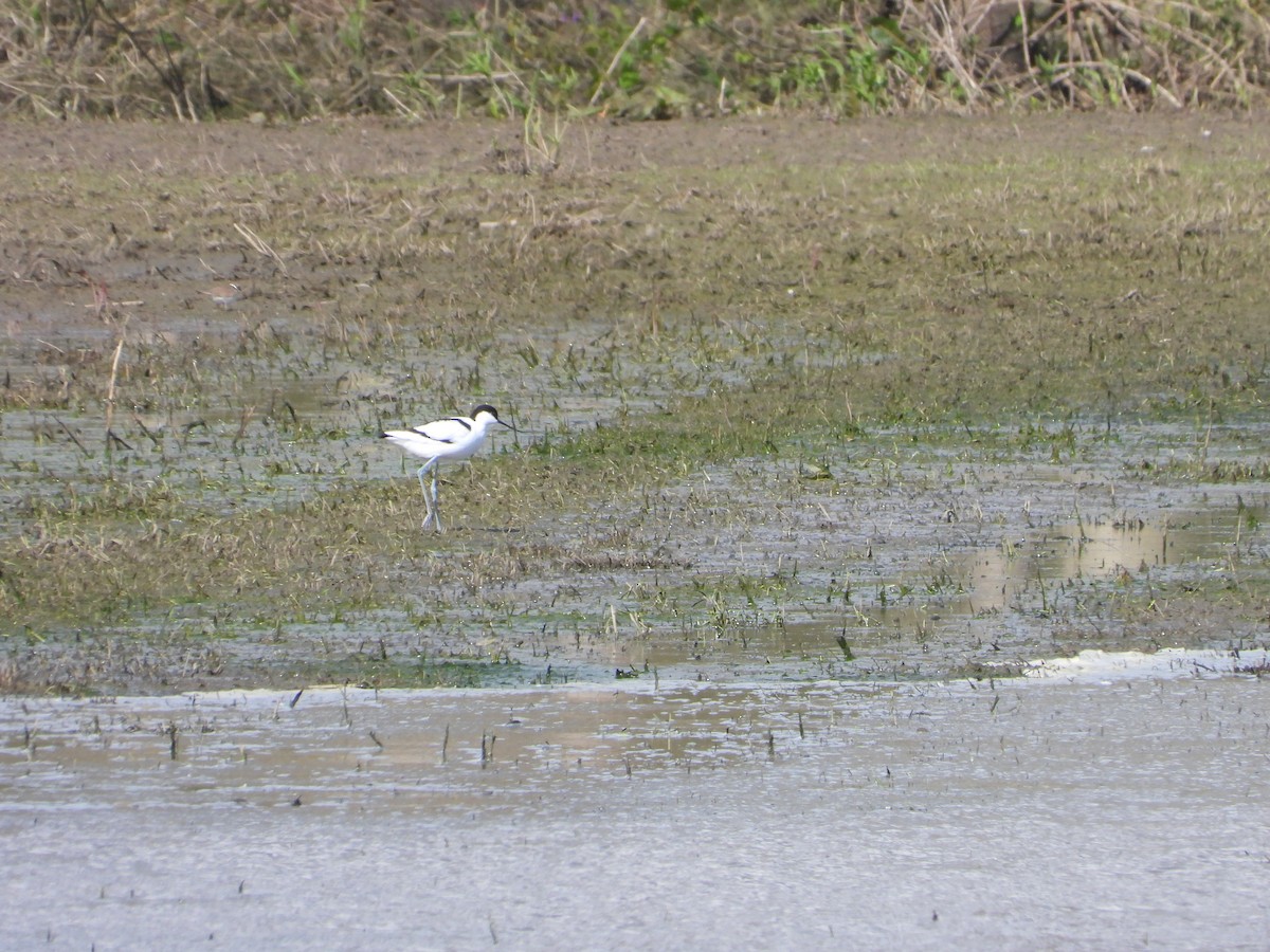 Pied Avocet - ML617709962