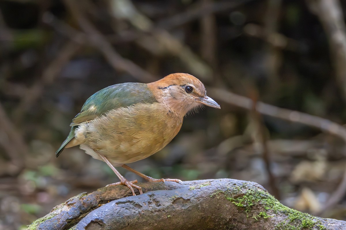 Rusty-naped Pitta - Carolien Hoek