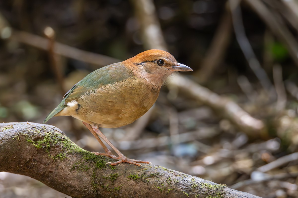 Rostnackenpitta - ML617710002