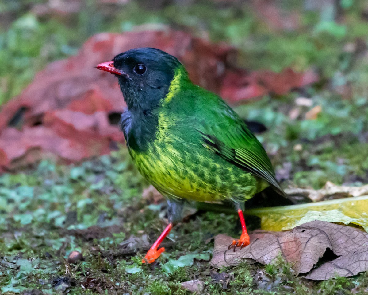 Green-and-black Fruiteater - Matthew Douglas Gable