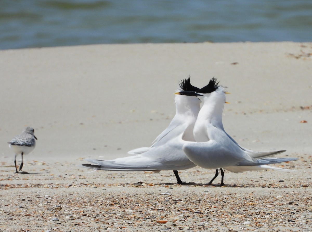 Sandwich Tern - ML617710024