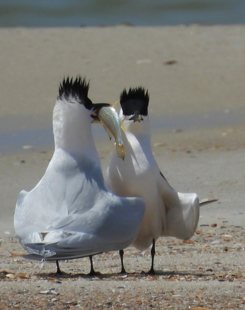 Sandwich Tern - ML617710040