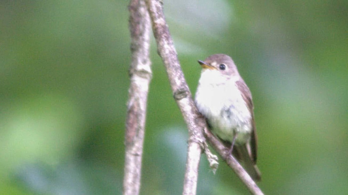 Papamoscas Asiático - ML617710075