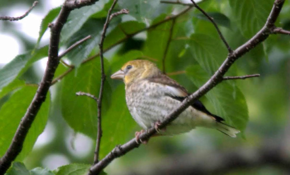 Hawfinch - ML617710090