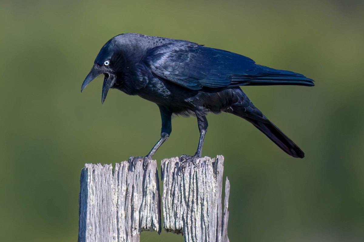 Torresian Crow - ML617710125