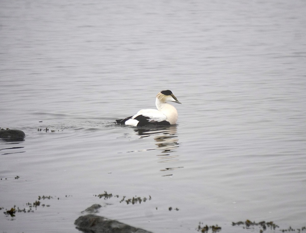 Common Eider - ML617710133