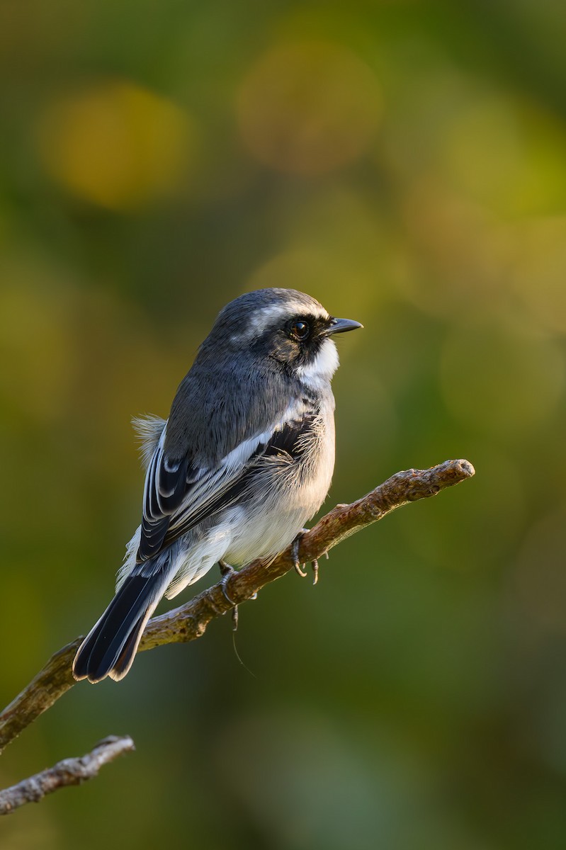 Gray Bushchat - ML617710145