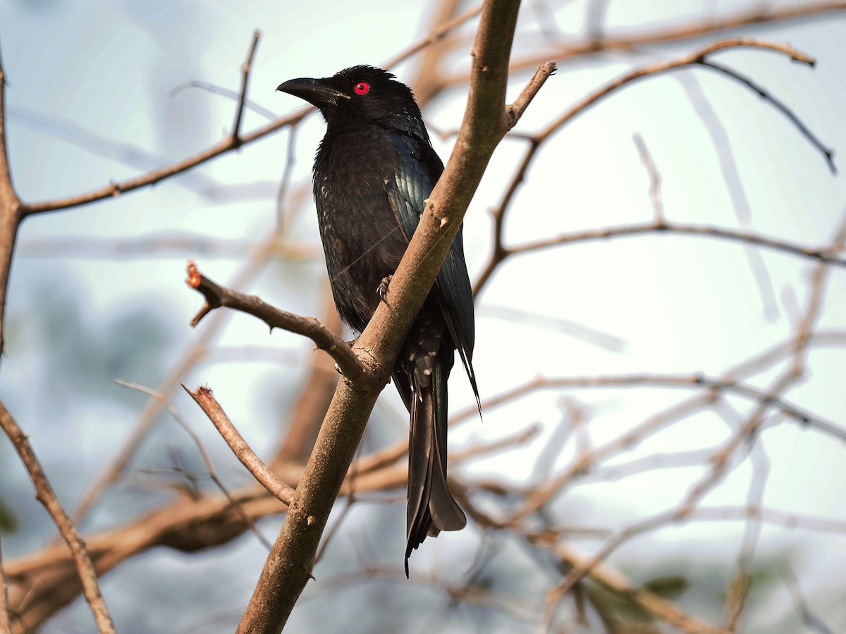 Spangled Drongo - Len and Chris Ezzy