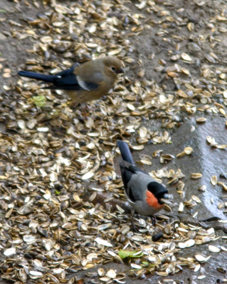 Eurasian Bullfinch - 孟翰 謝