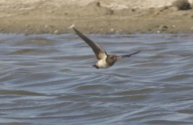 South African Swallow - ML617710252