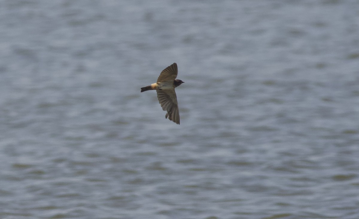 South African Swallow - ML617710253