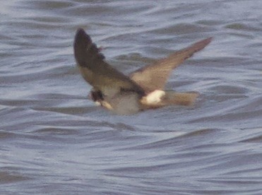 South African Swallow - ML617710254