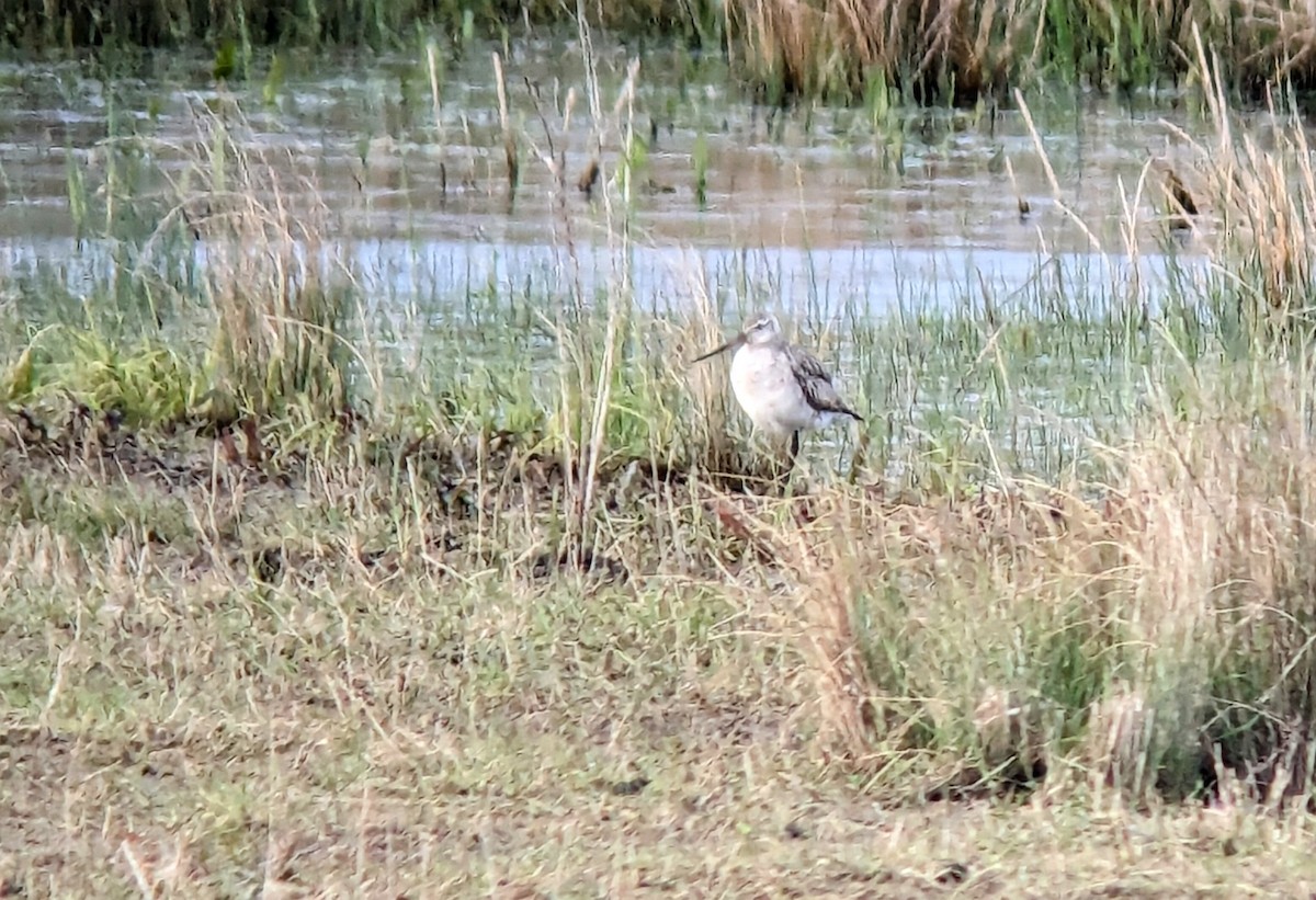 Bar-tailed Godwit (European) - Rob Martin