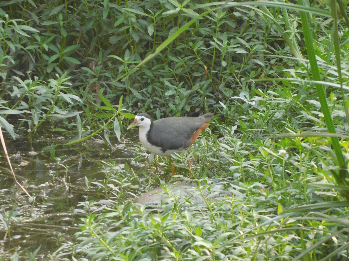 White-breasted Waterhen - ML617710275