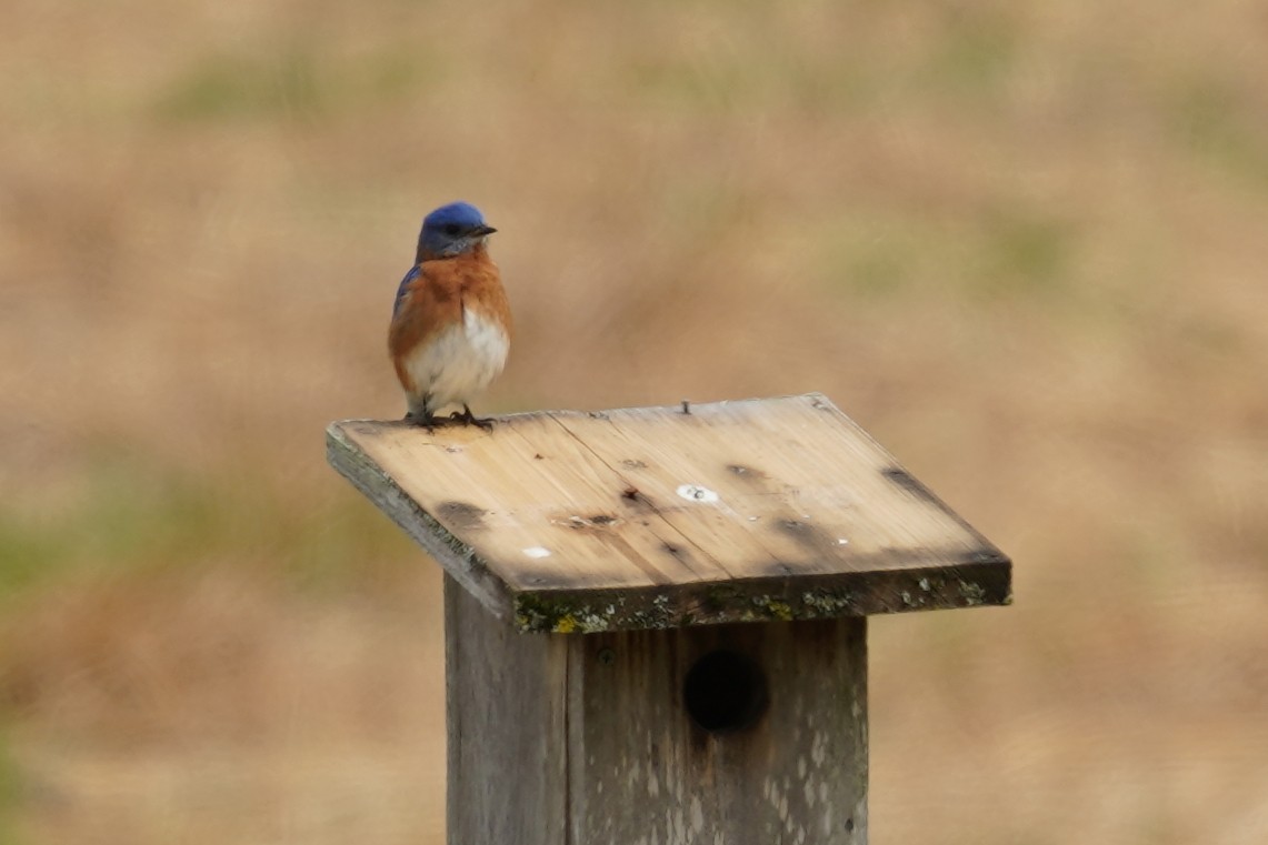 Eastern Bluebird - Bob Yankou