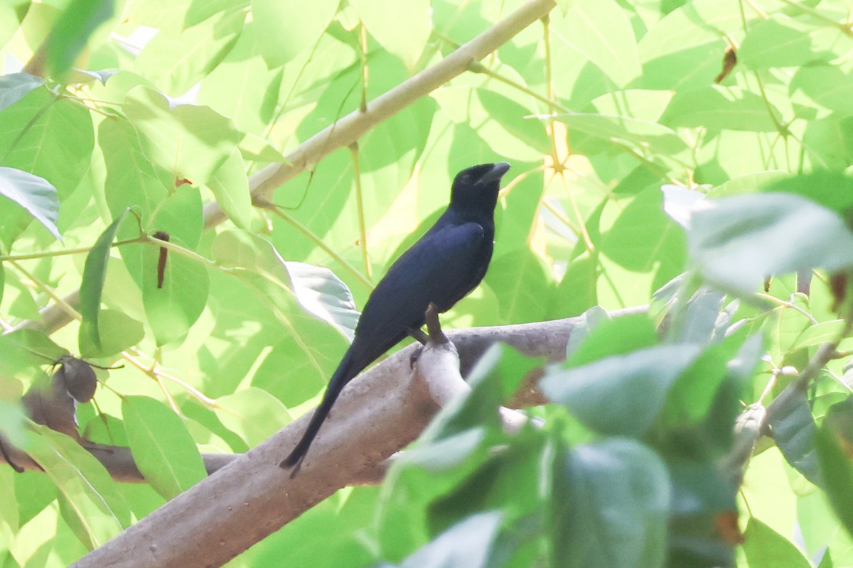 tykknebbdrongo - ML617710284