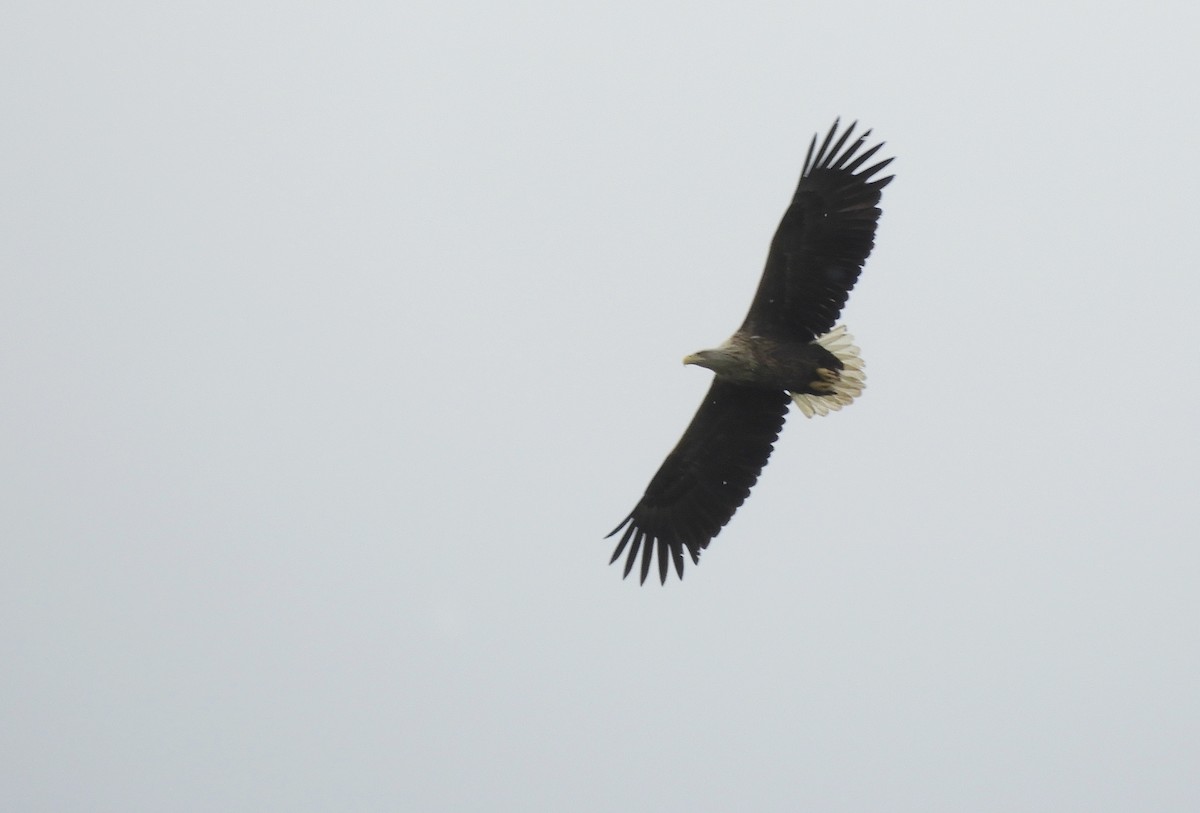 White-tailed Eagle - ML617710313