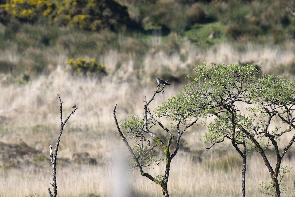 Common Cuckoo - ML617710315