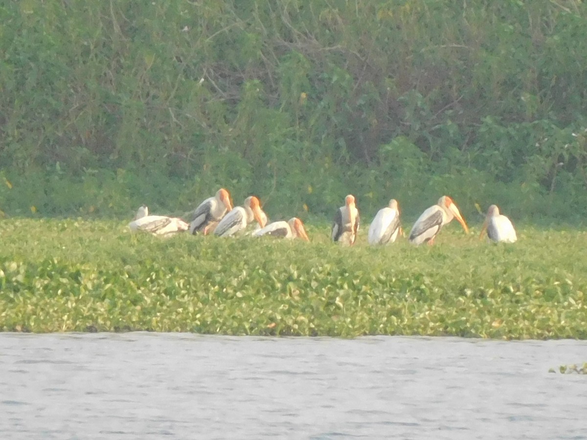 Painted Stork - ML617710324