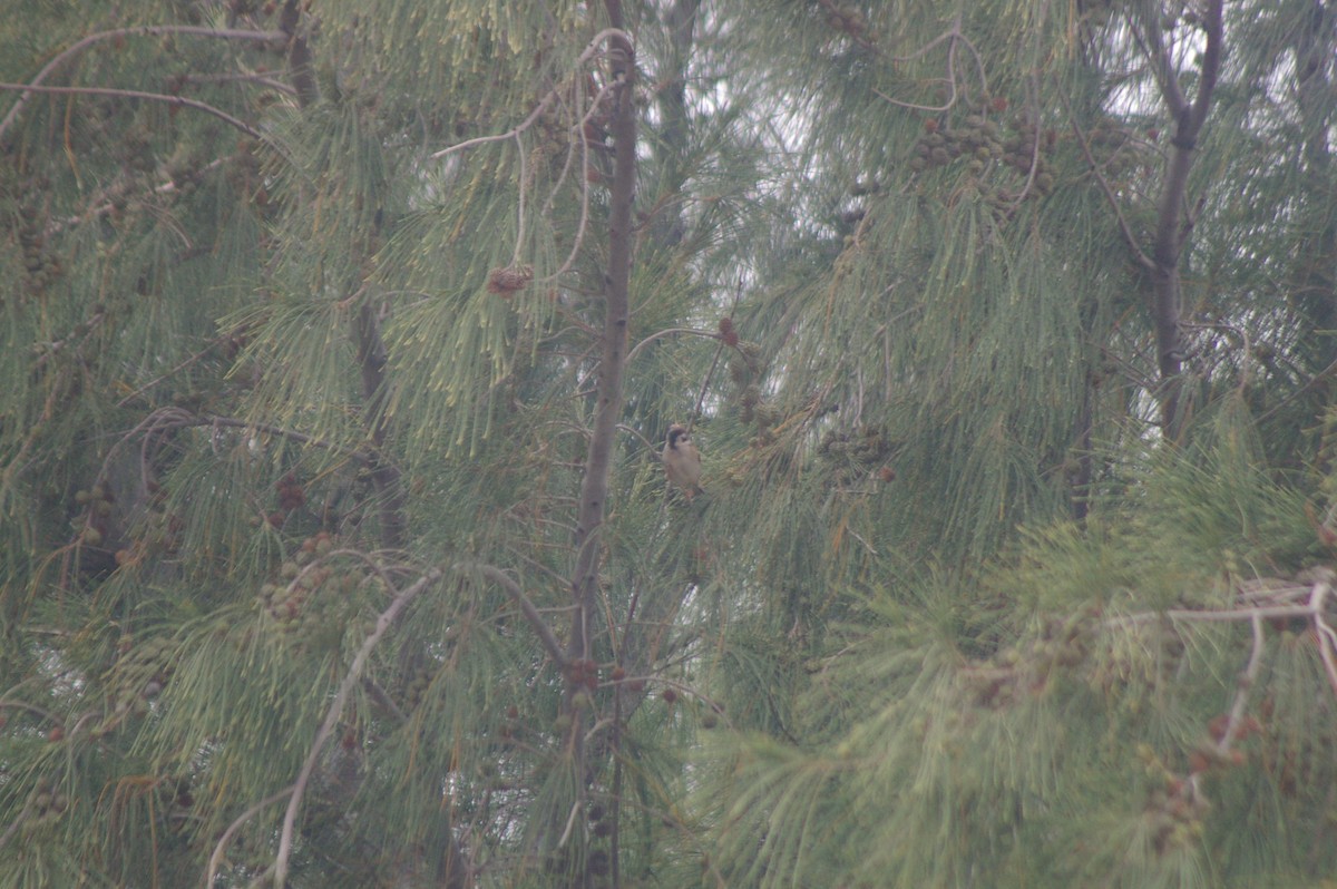 Eurasian Tree Sparrow - ML617710343
