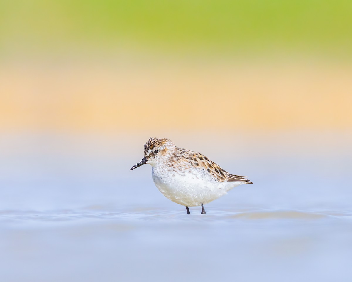 Semipalmated Sandpiper - Quinn Diaz