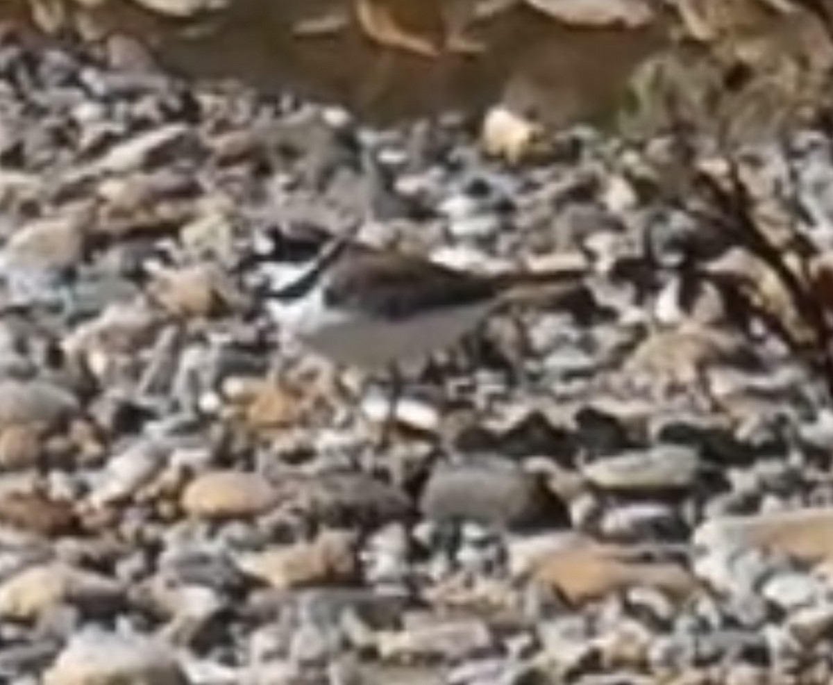 Little Ringed Plover - ML617710366