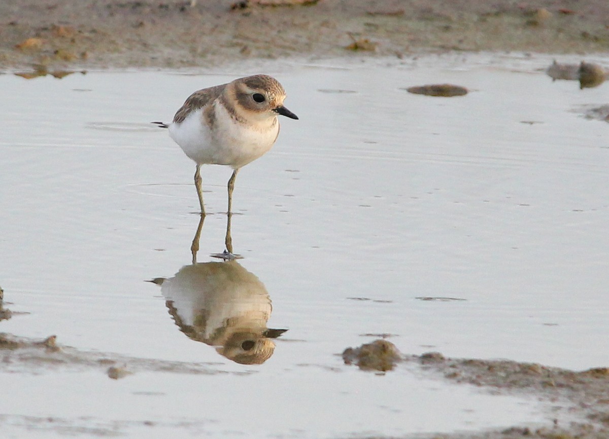 Double-banded Plover - ML617710400