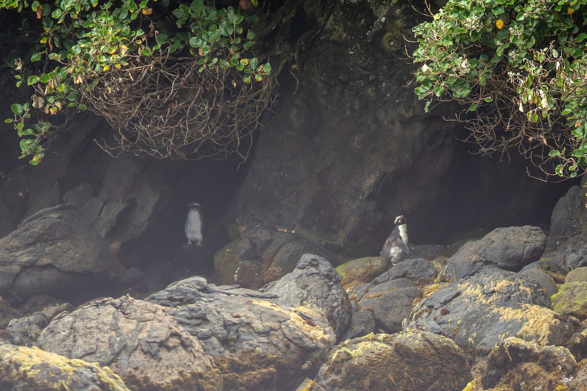 Fiordland Penguin - ML617710446