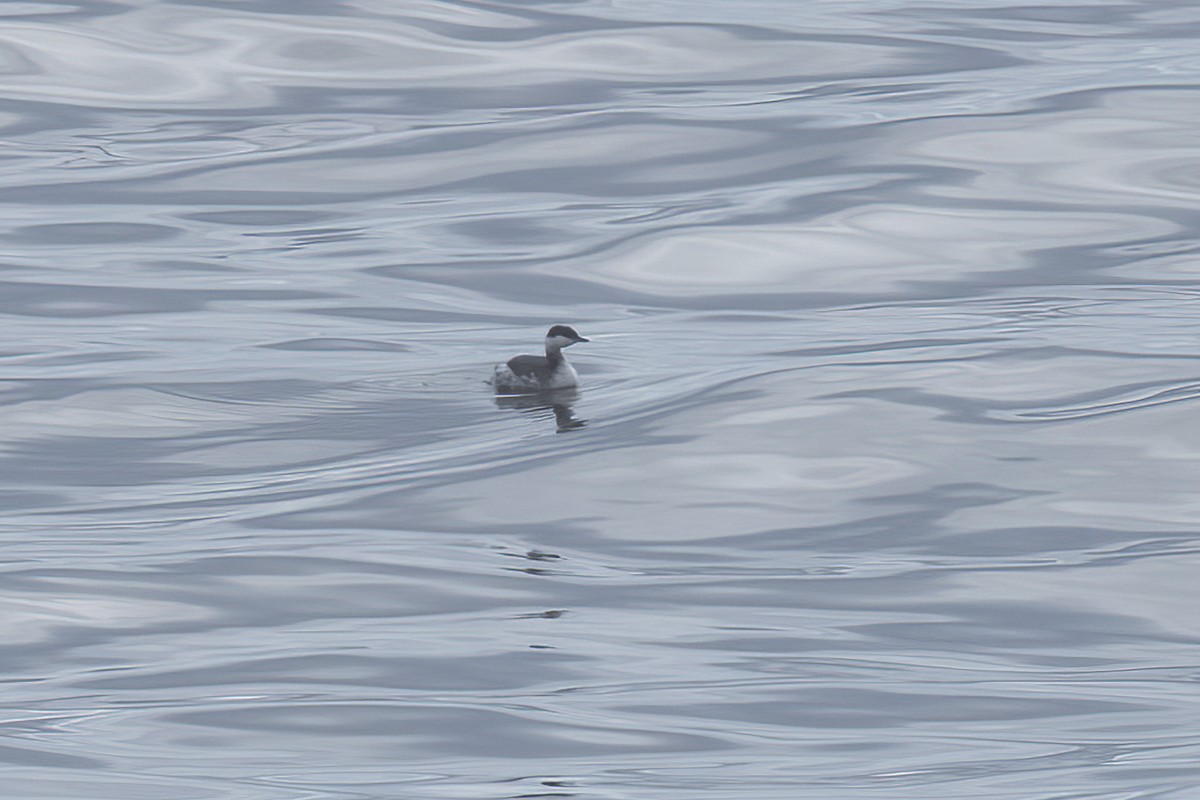 Horned Grebe - Nige Hartley