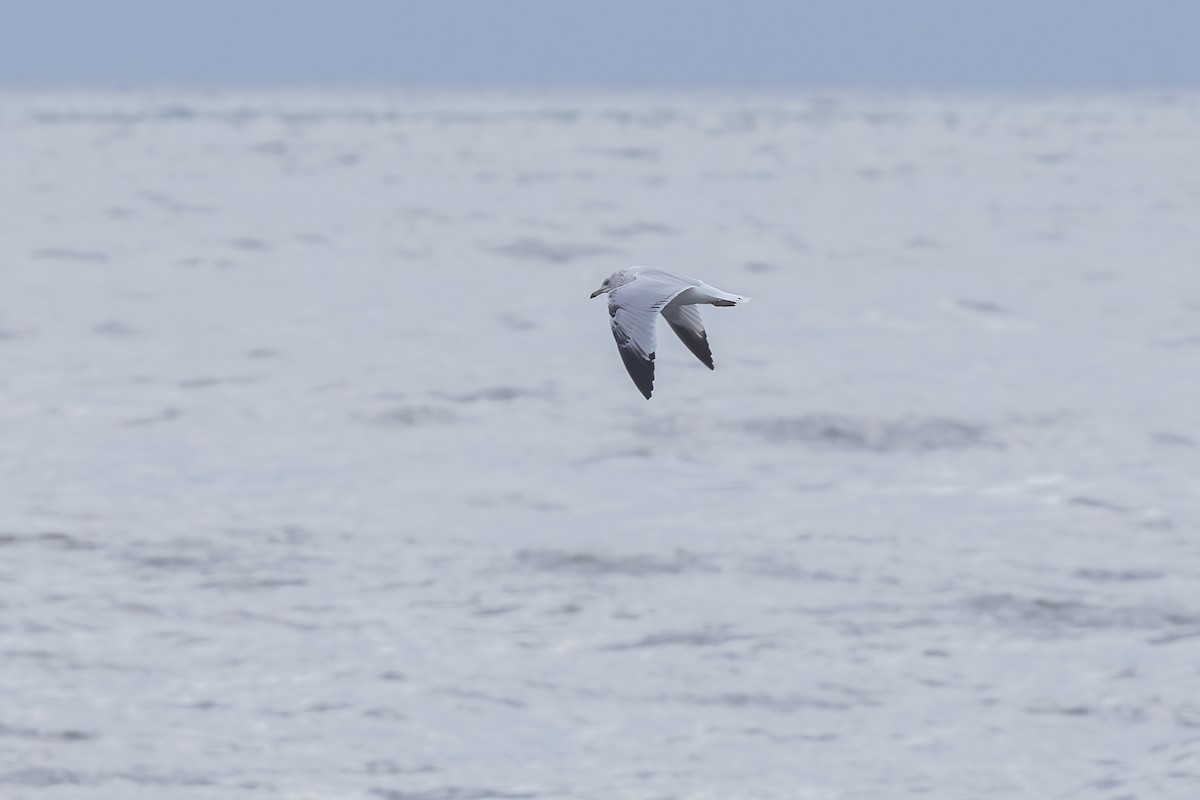 Ring-billed Gull - Nige Hartley