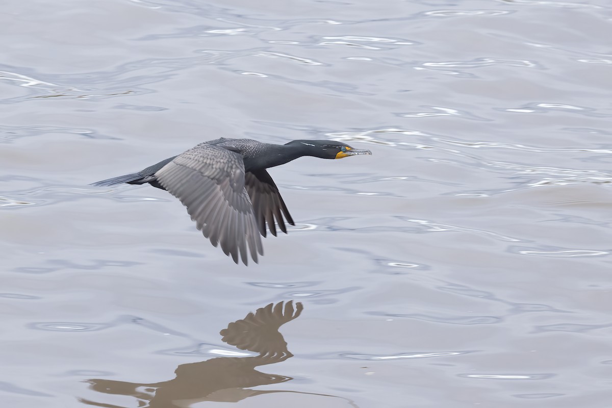 Double-crested Cormorant - Nige Hartley