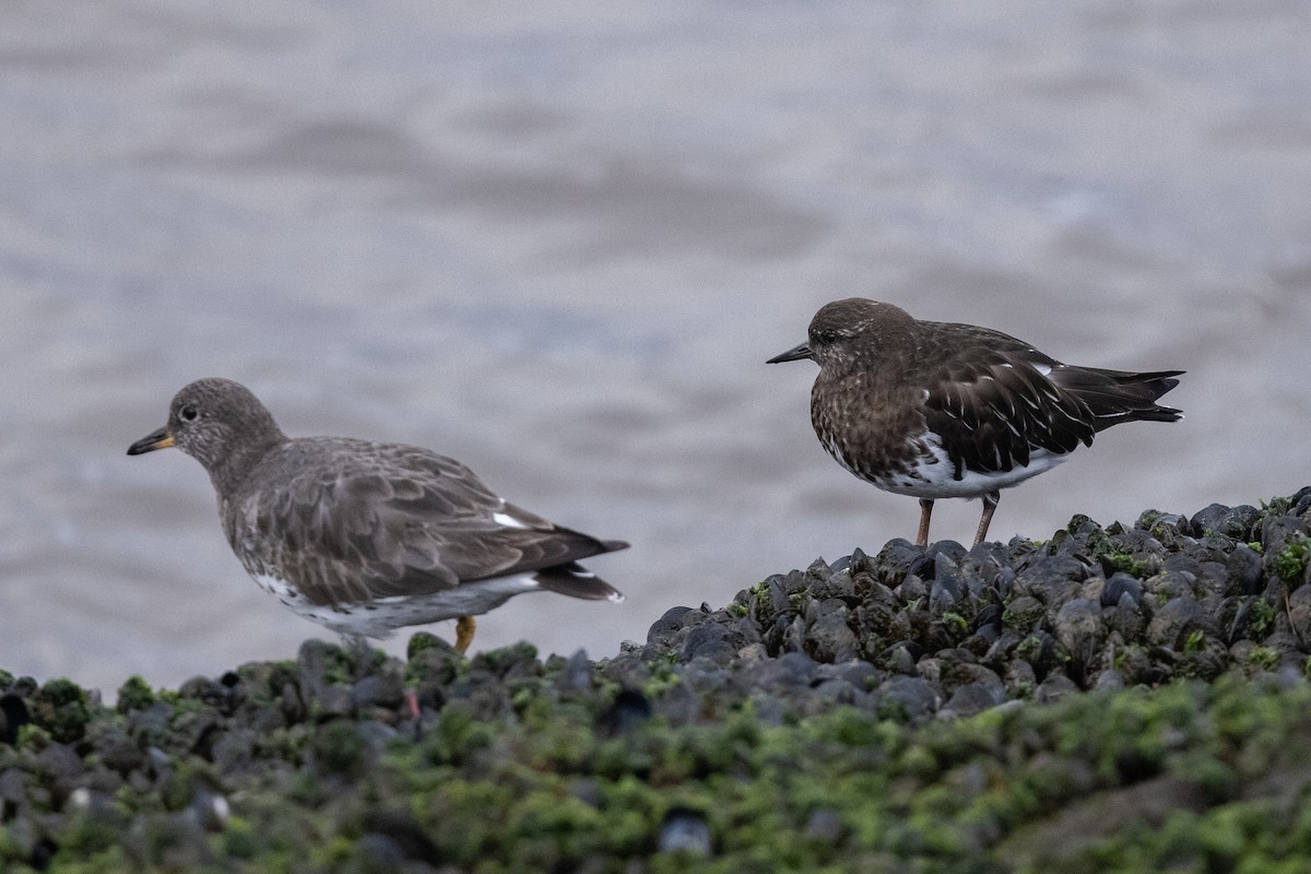 Surfbird - Nige Hartley