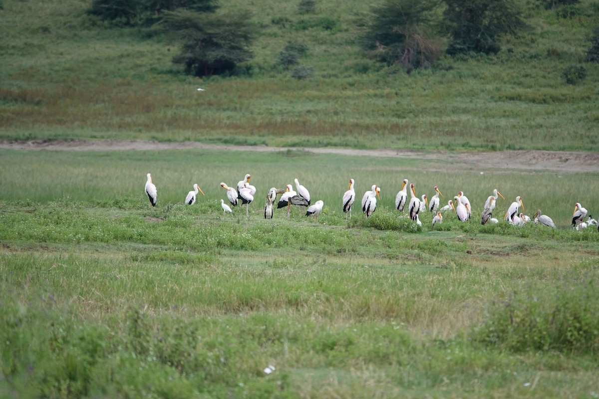 Yellow-billed Stork - ML617710519