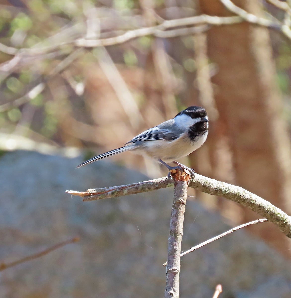 Black-capped Chickadee - ML617710530