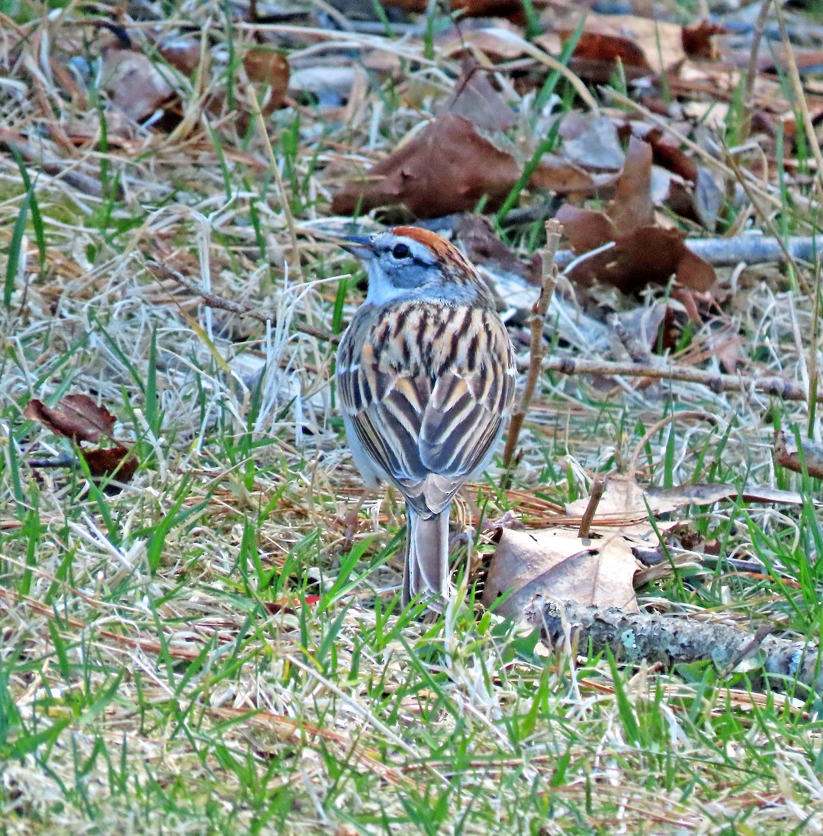 Chipping Sparrow - ML617710534