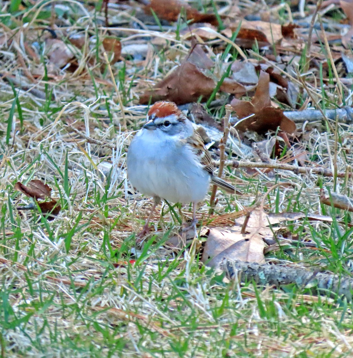 Chipping Sparrow - ML617710535