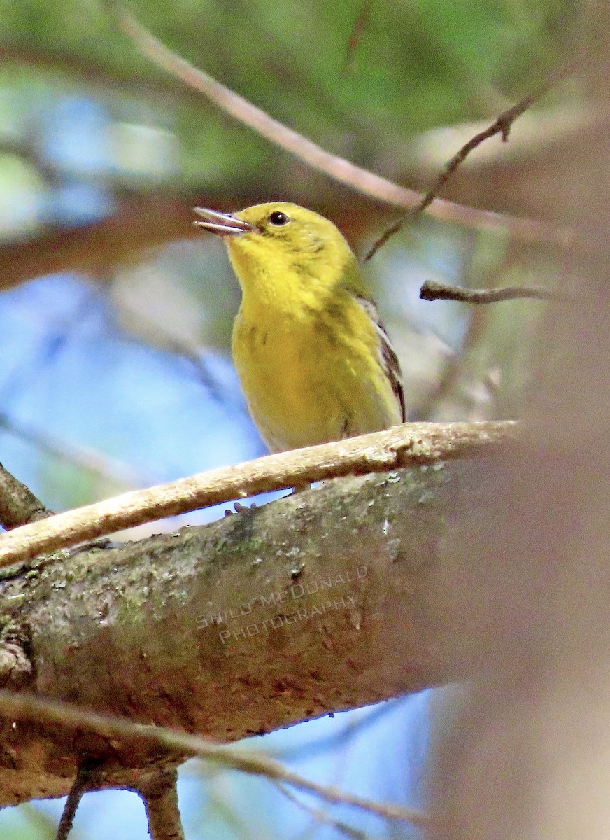 Pine Warbler - ML617710538