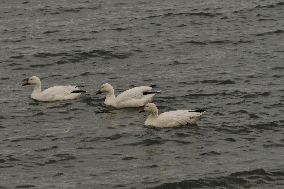 Snow Goose - Jean Poitras