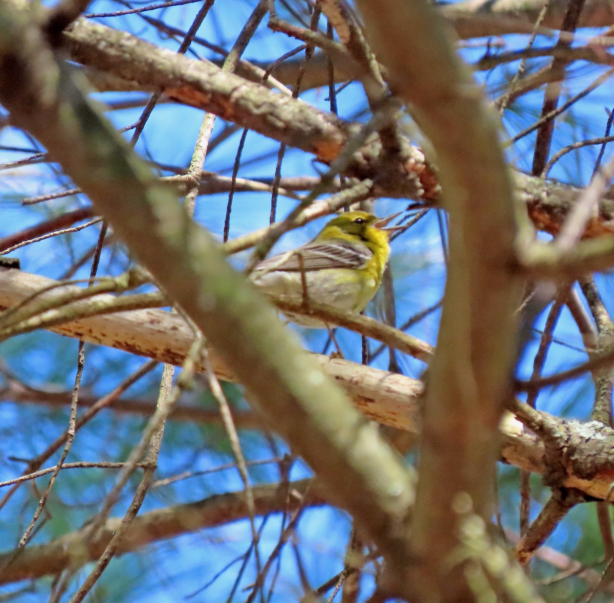 Pine Warbler - ML617710542